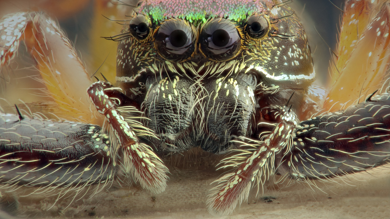 spider-01-copiar.jpg