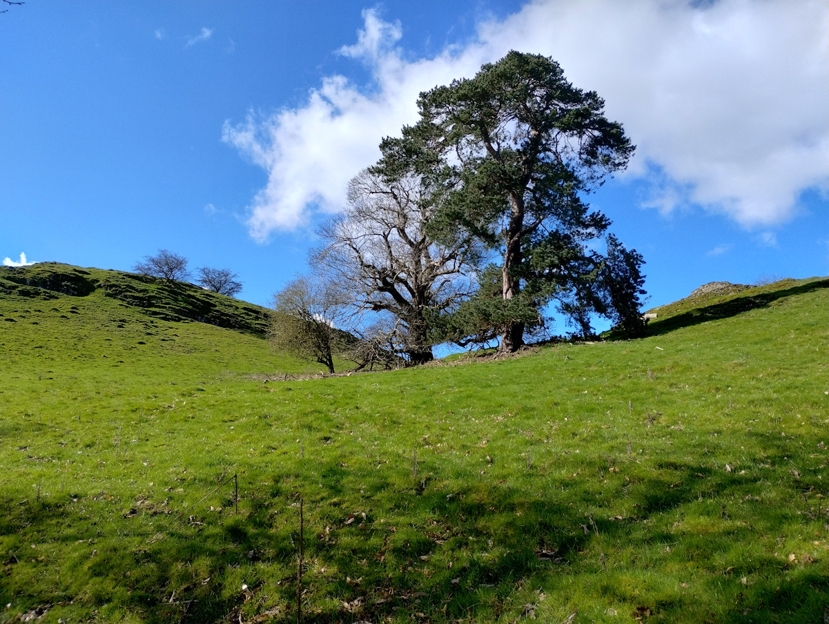 Walk14Mawrth (17) rszd