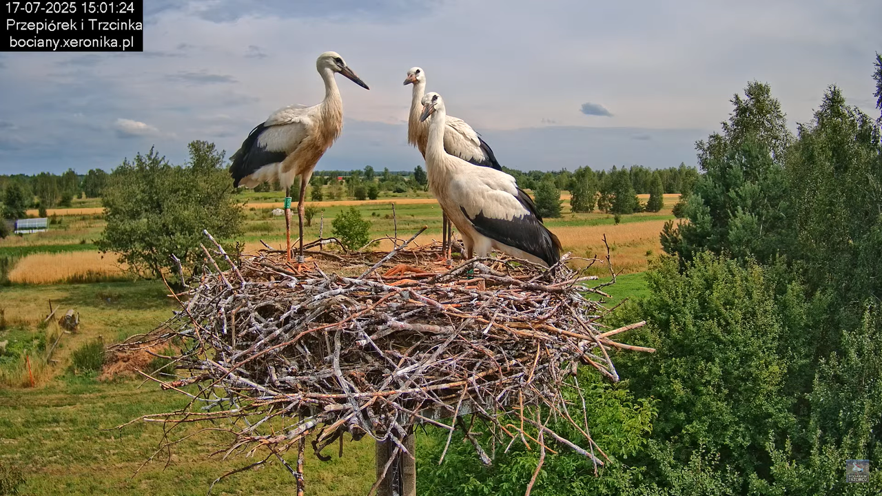 17072025bociany41