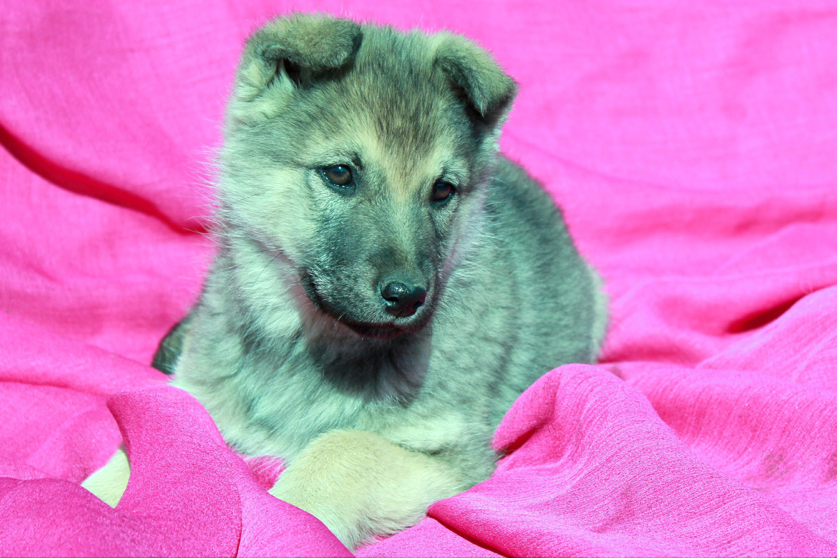 Дженни_04_04_14_2