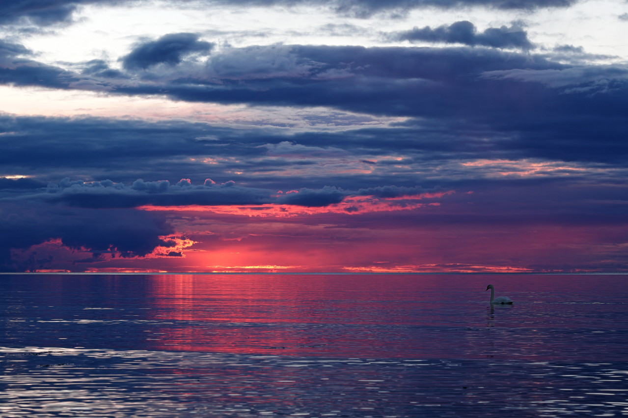 14 06 2026 sunset swan