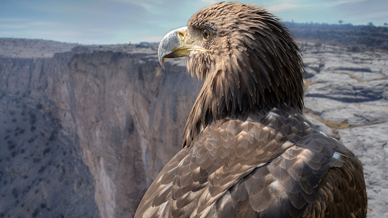 El halcón peregrino: Amo de los cielos Web-Dl 720p