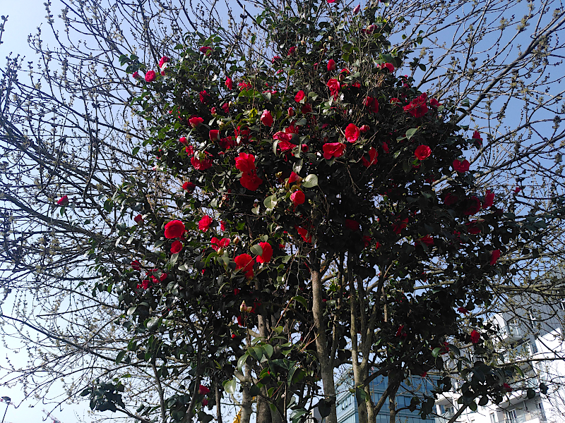 Escapade parisienne, arbre en fleurs (rouge)