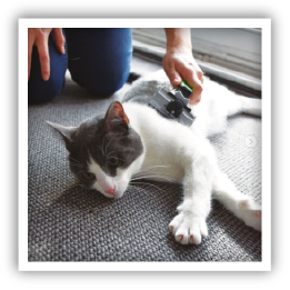 Site-Web-vignette-Instagram-Peigne-42