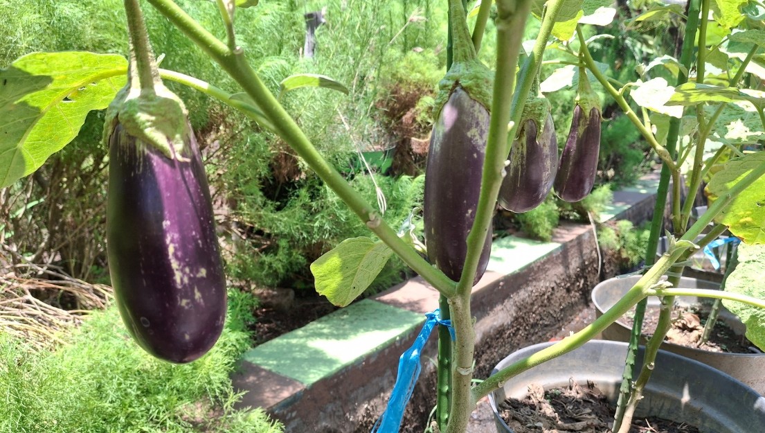 Sunlight requirements for brinjal plants growing in full sun