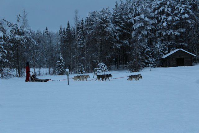 ¿Que más se puede hacer en Rovaniemi? - Finlandia, mucho más que Papa Noel (10)