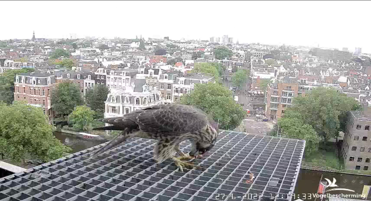 Amsterdam/Rijksmuseum screenshots © Beleef de Lente/Vogelbescherming Nederland - Pagina 33 Video-2022-06-27-122424-Moment-2