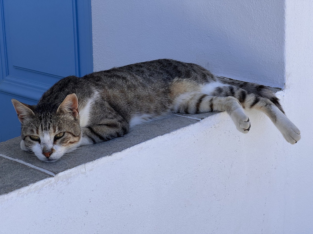 https://i.postimg.cc/3wgTQyYg/IMG-3569-edit-212733655266494.jpg
