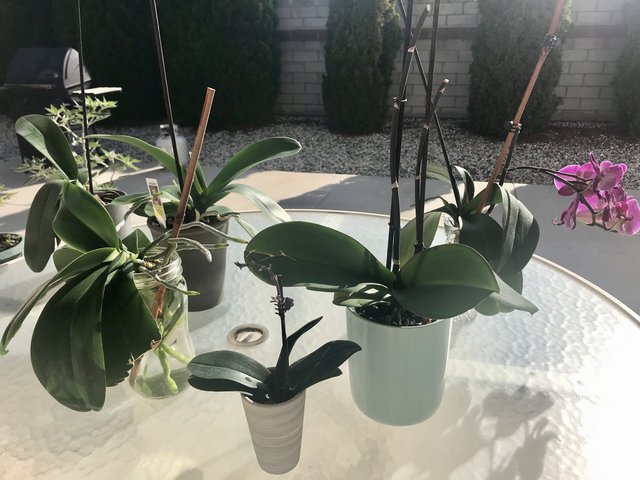 [Image: 1-BF37-CE6-F52-A-461-B-A858-189-DF58696-C4.jpg]