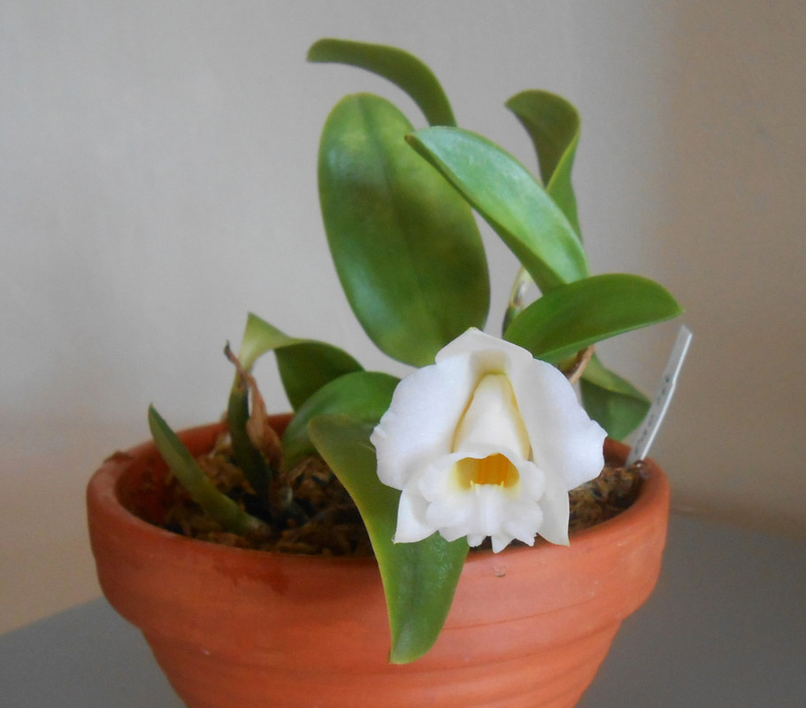 алаориальба2022-2