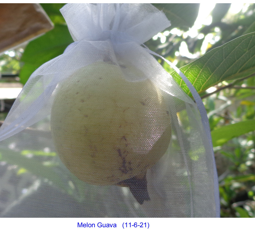 Melon-Guava(11-6-21)-covered