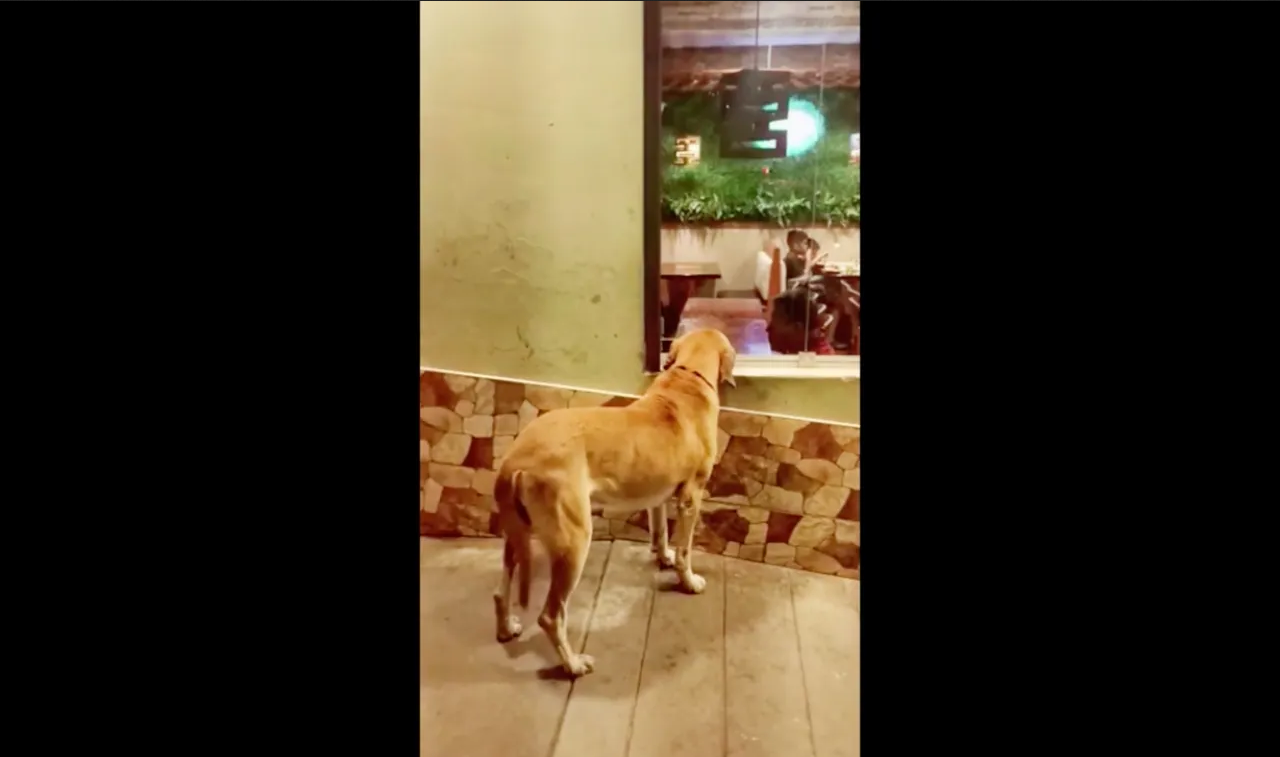Policía le compra comida a un perrito callejero y se hace viral
