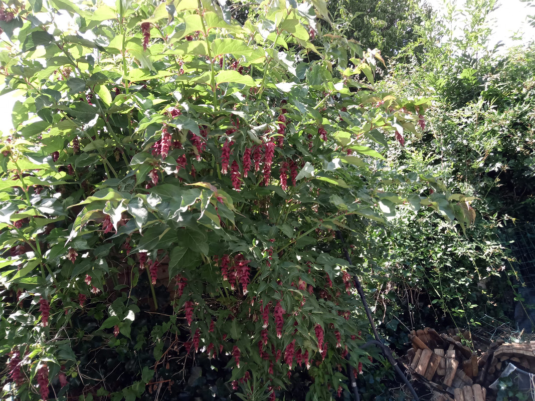 IMG_20200702_155215 (1)