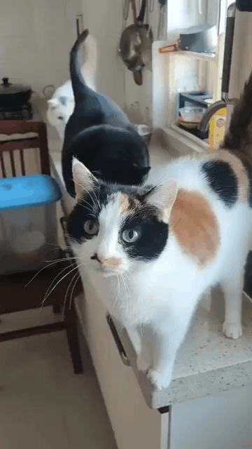 Three-cat-friends.gif