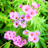 5spring-new-england-aster