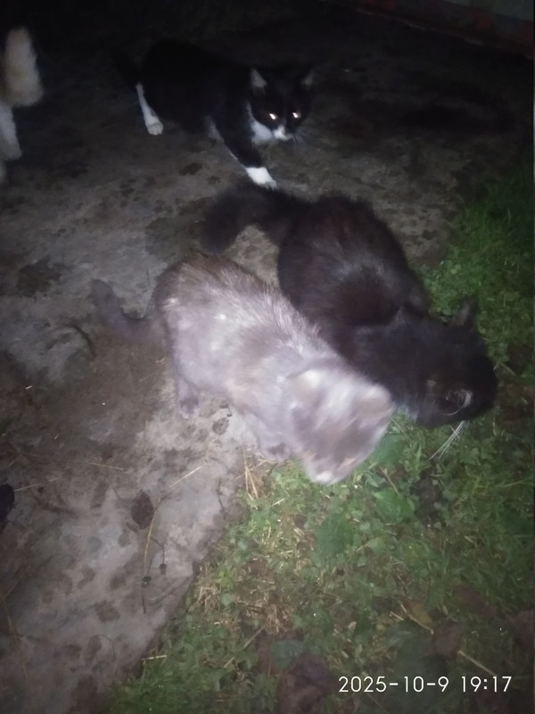 IMG 20251009 191726 HHT