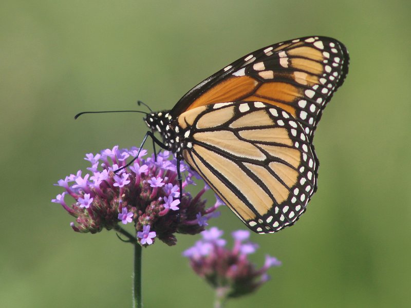 NYBG08302020-2.jpg