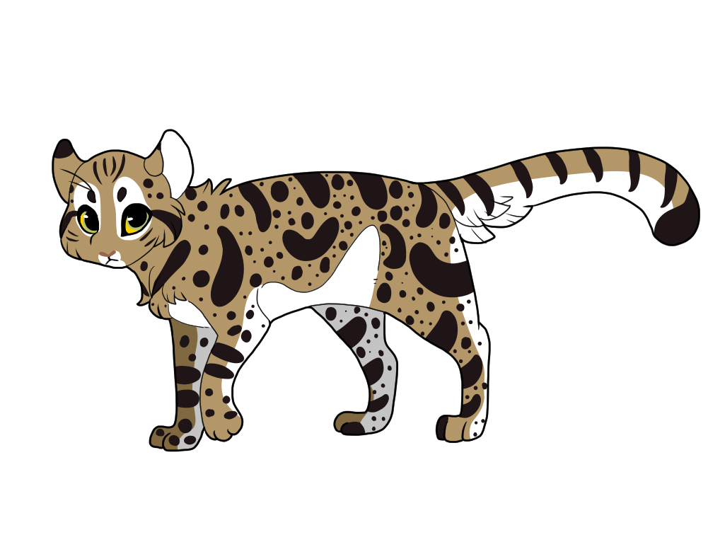 Black-Footed-Cat-1.png