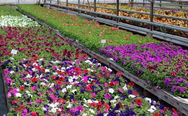 greenplant-spb.ru – цены в питомниках растений