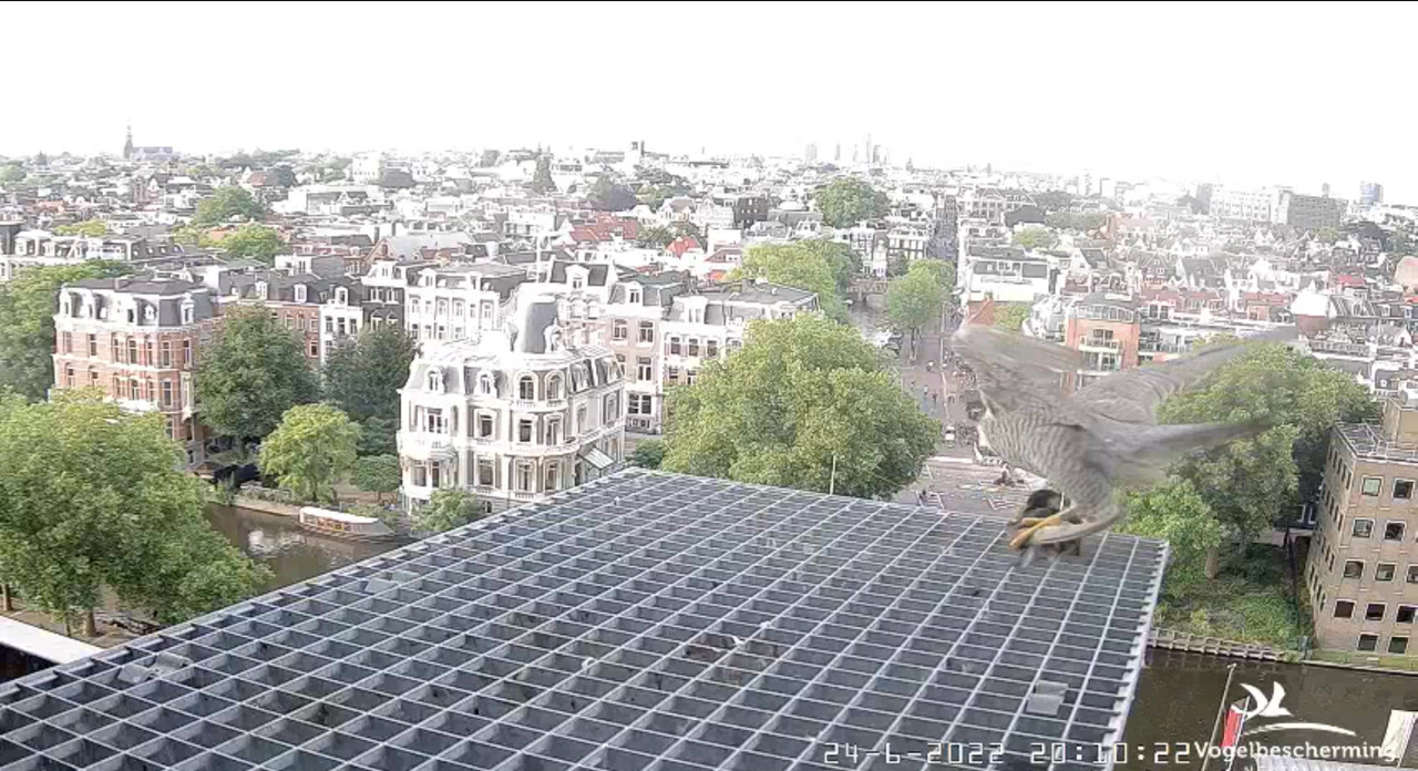 Amsterdam/Rijksmuseum screenshots © Beleef de Lente/Vogelbescherming Nederland - Pagina 32 Video-2022-06-24-201601-Moment-4