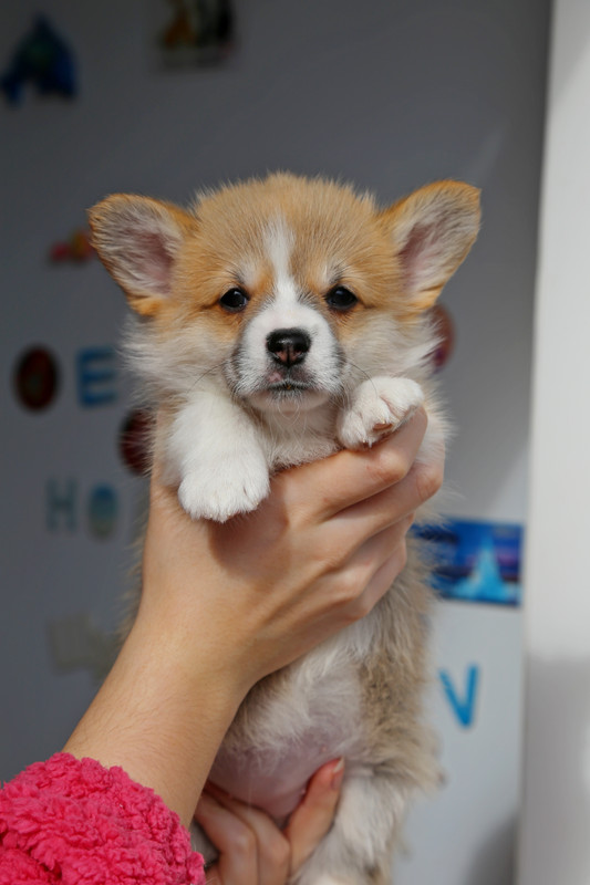 IMG_765919.02.24 Мэвис принцесска