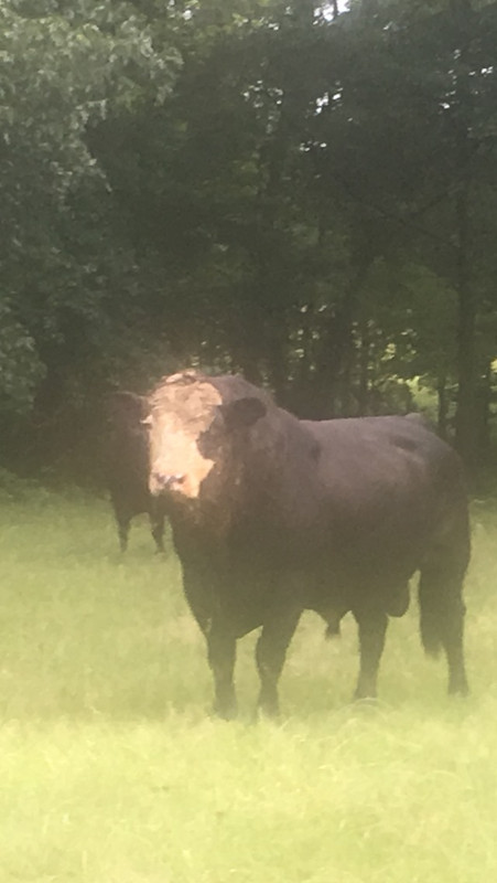 bull