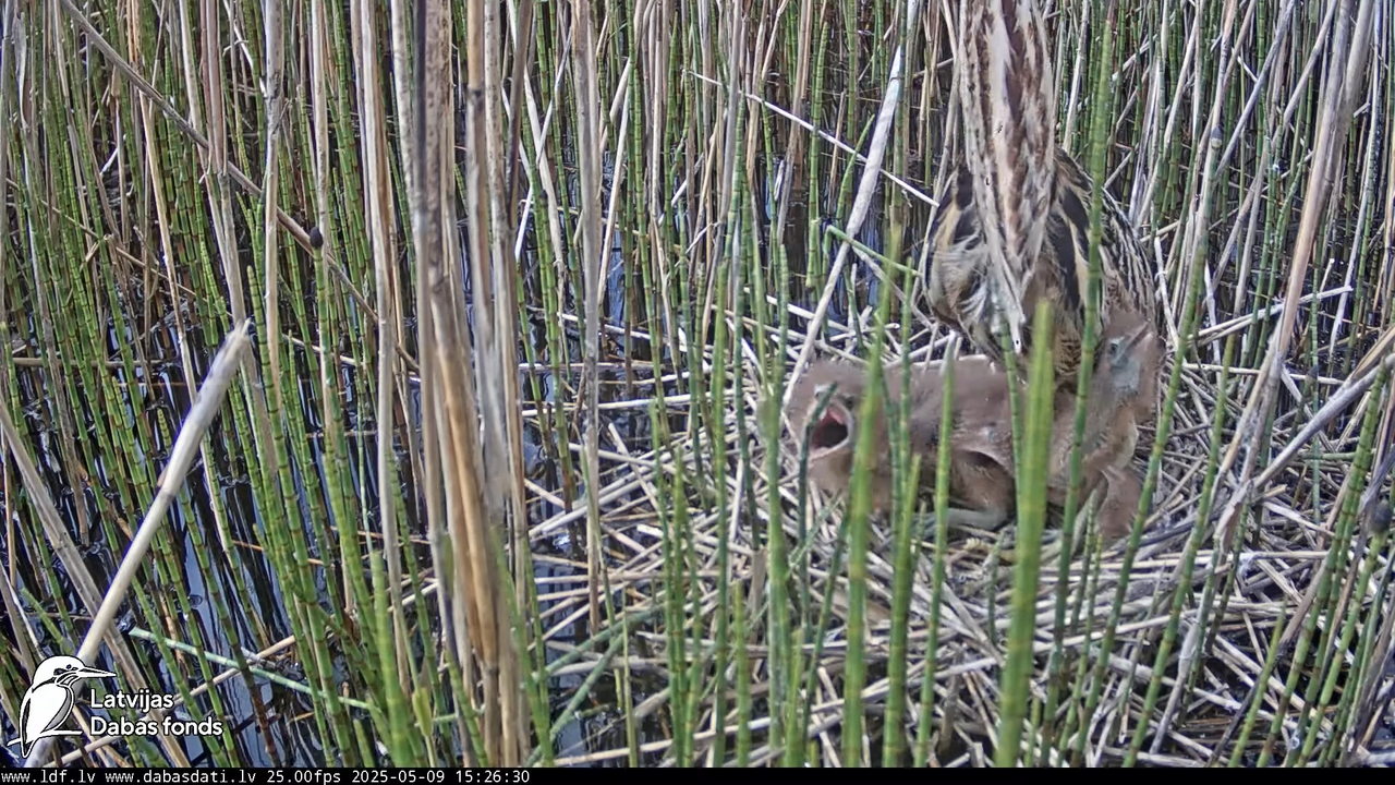 LDF Lielais dumpis (Botaurus stellaris) Zemītes pagastā 13-28-22 screenshot