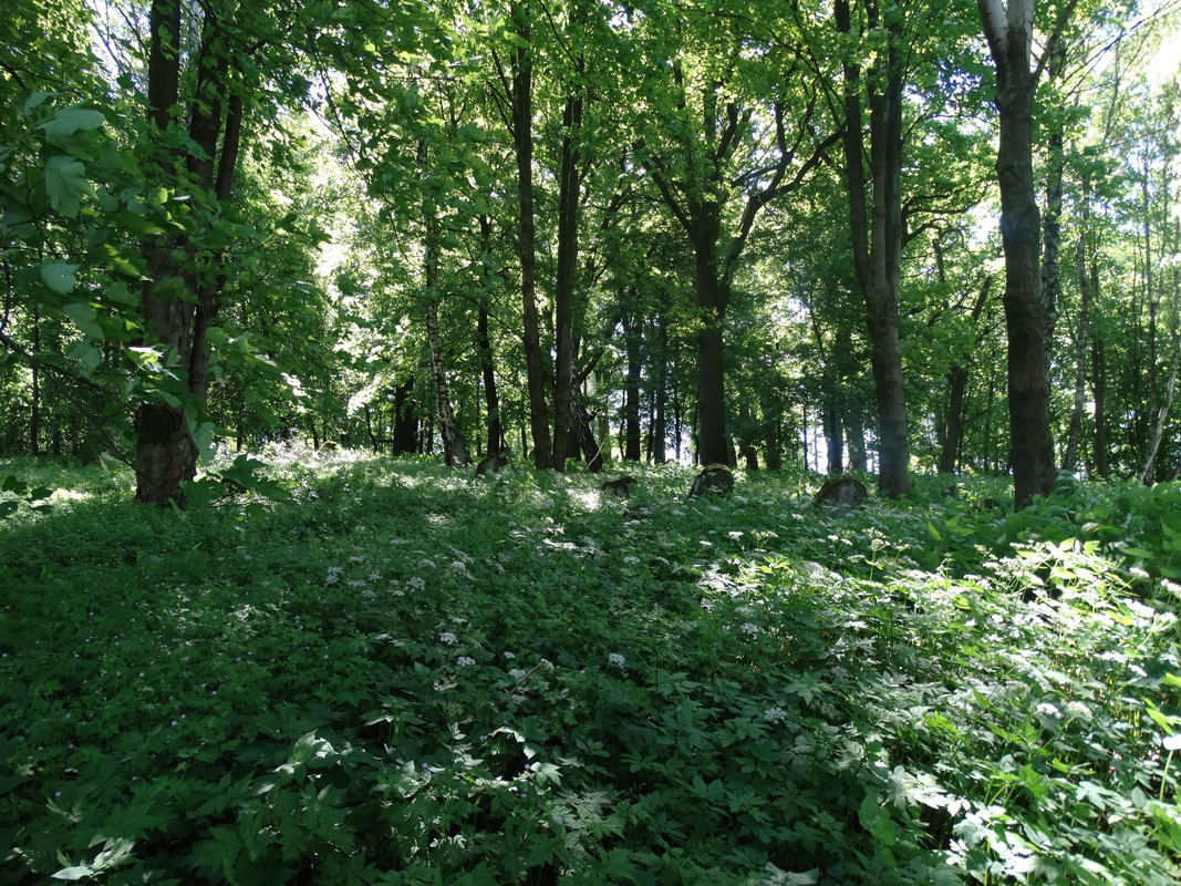 098 - DSC01264 (TomaszK)