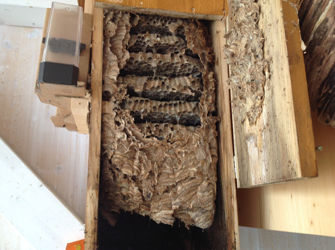 Nestöffnung 12. Nov. 2015 (5)