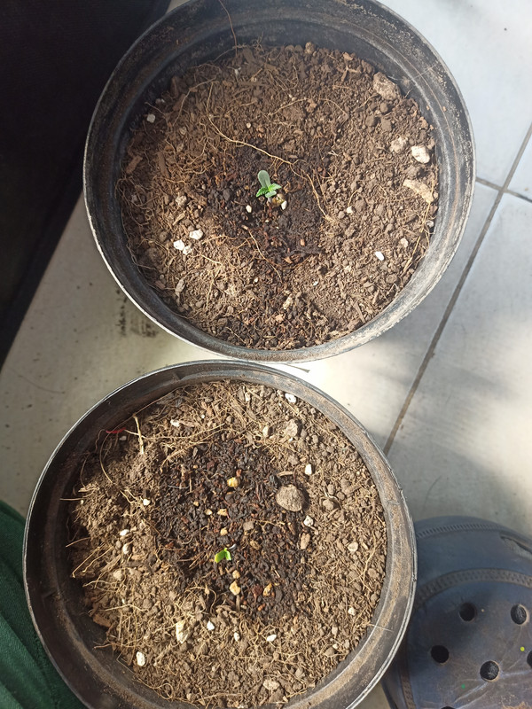 16439840831004129679097397530498