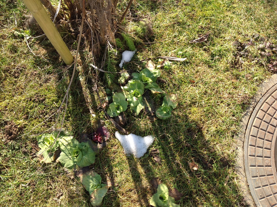 Garten Februar 12.02.2015 13 Uhr (12)