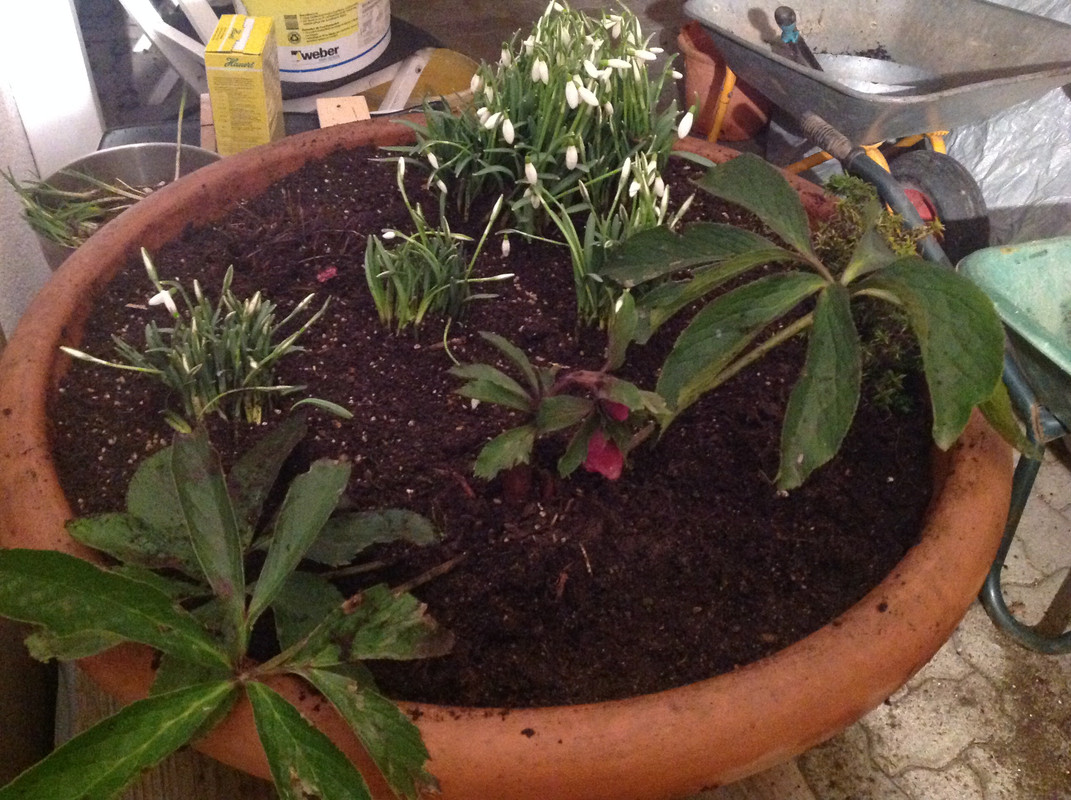 Helleborus & Schneeglöck- chen aus 1792 4.Feb.16