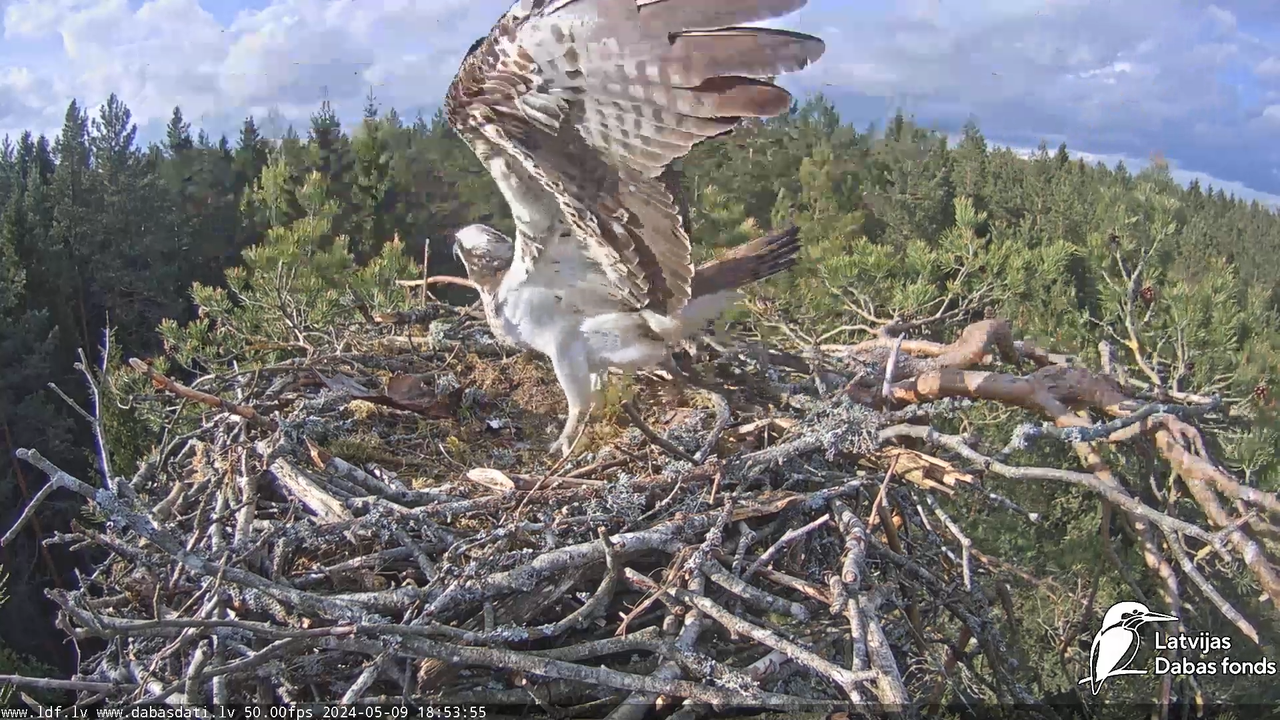 Zivju ērglis (Pandion haliaetus) Kurzemē - LDF tiešraide 12-31-55 screenshot