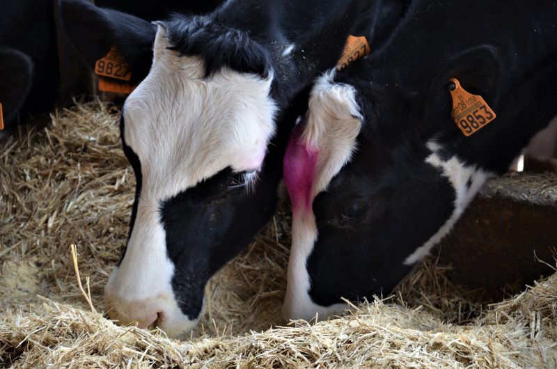 VAQUERÍA LA PASTIZA-4-4-2014-PALENCIA - Paseando por España-1991/2017 (11)