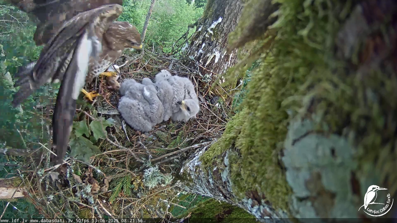Melnās klijas (Milvus migrans) Kurzemē_ peļu klijāni (Buteo buteo) 4-15-2 screenshot