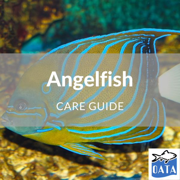 OATA Marine fish guide Angelfish - Lincs Aquatics