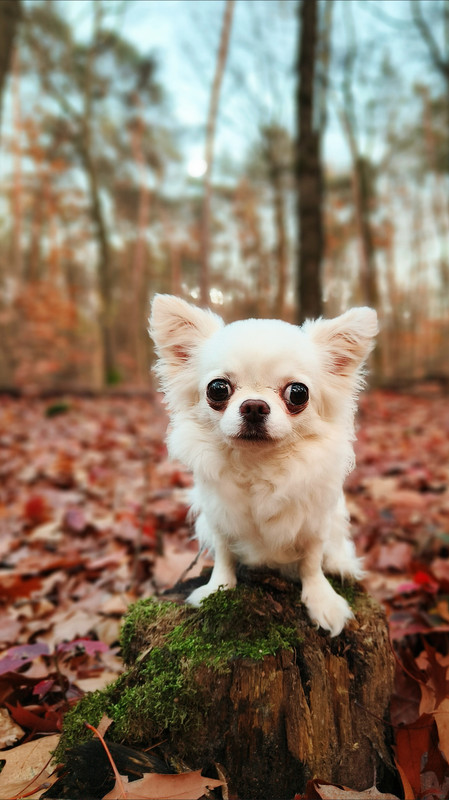 Lumii 20251108 163348533