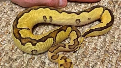 male