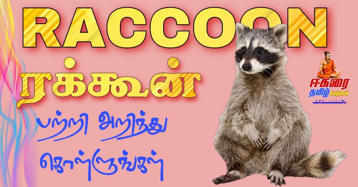 Raccoon - ரக்கூன் விலங்கு பற்றி அறிந்து கொள்ளுங்கள்  Raccoon