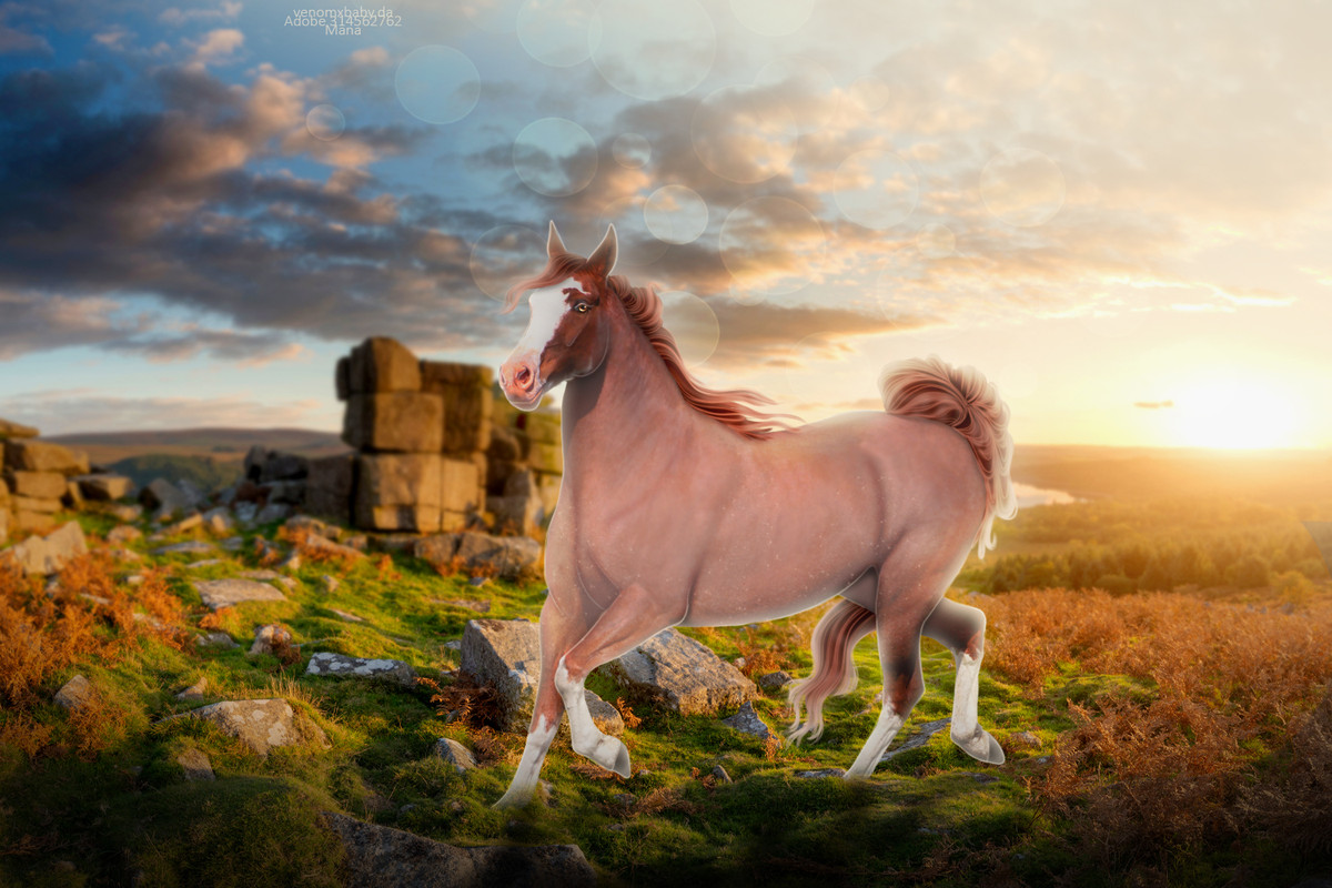 Roan-Pony-WIP