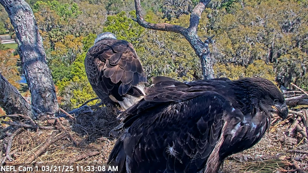 NEFL Cam 1 — tiešraidē Bald Eagle Cam 14-32-1 screenshot