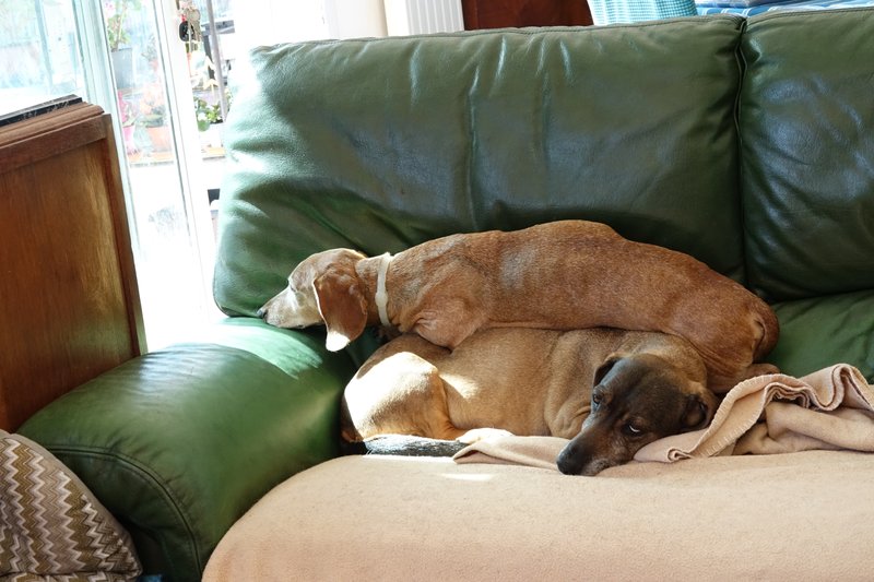 [Image: DSC01479.jpg]