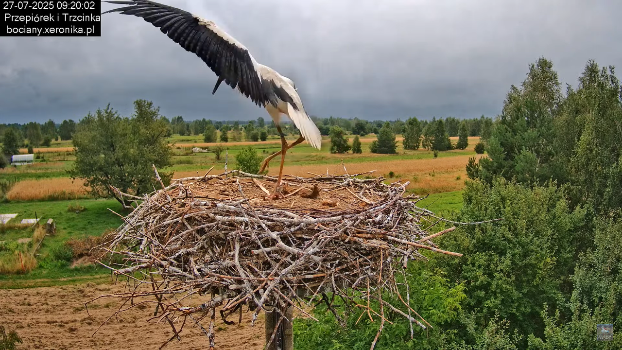 27072025bociany24
