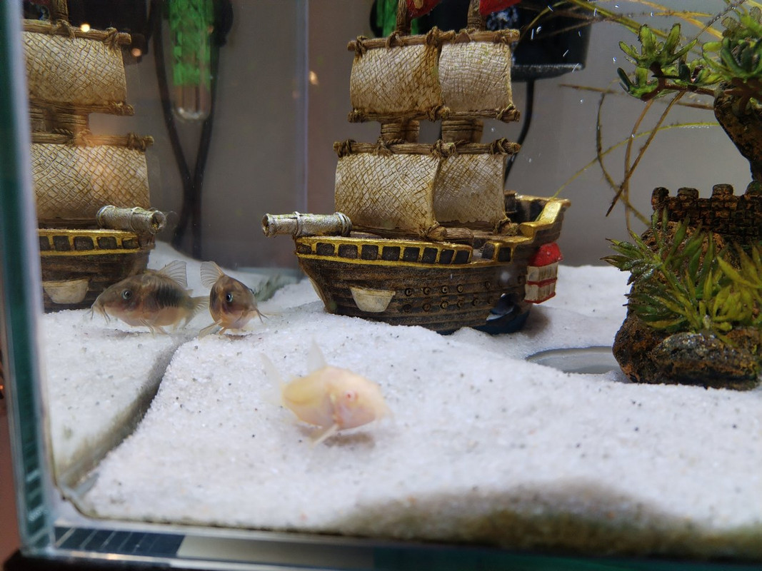 IMG_20241102_174804 (1)