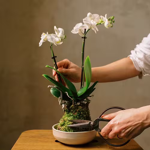 Orquidea Blanca En Kokedama