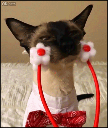 Funny-Cat-GIF-Siamese-cat-likes-face-massage-with-a-cat-massage-wheel-roller.gif