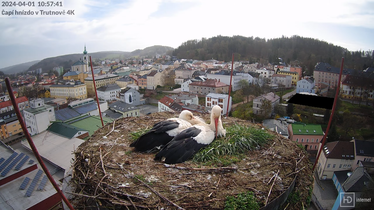 Tiešraidē no stārķa ligzdas uz alus darītavas skursteņa Trutnovā 11-2-21 screenshot