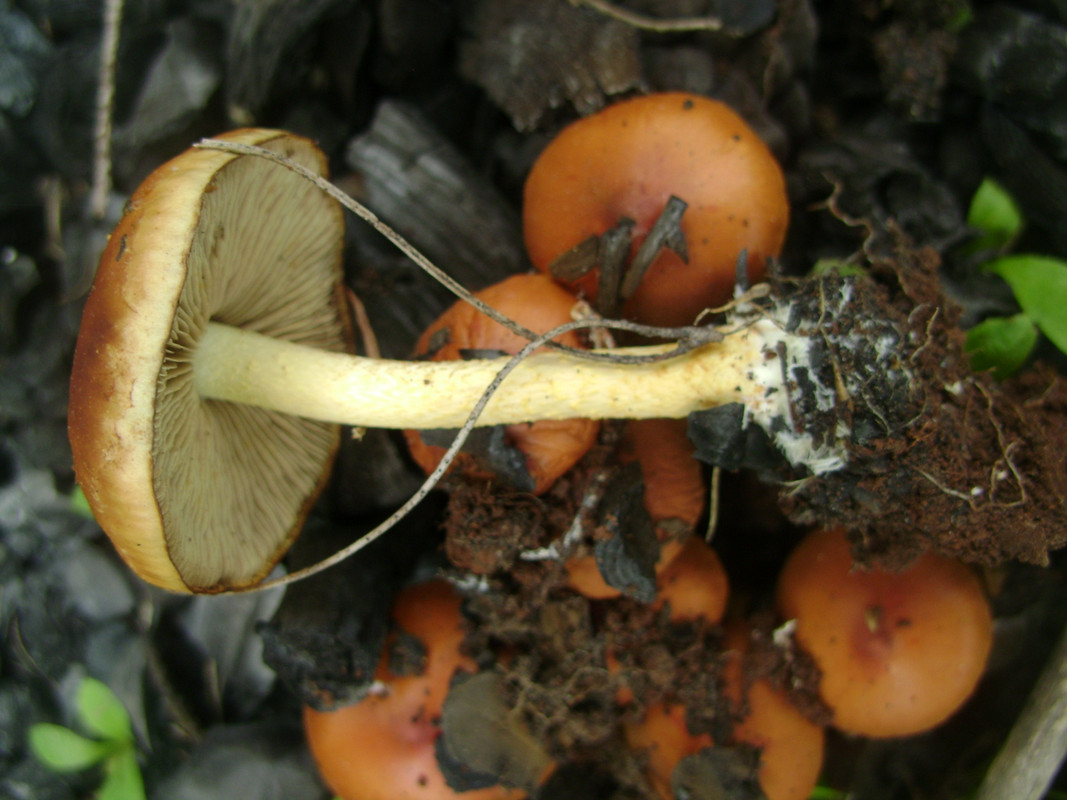 Pholiota highlandensis (9)