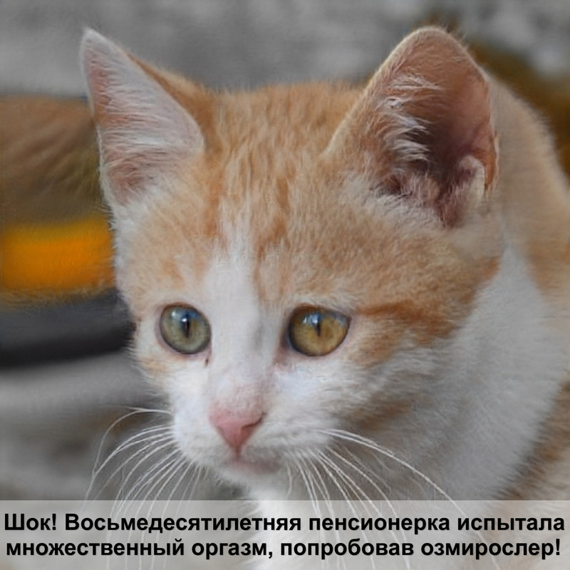 как определить пол котенка по мордочке