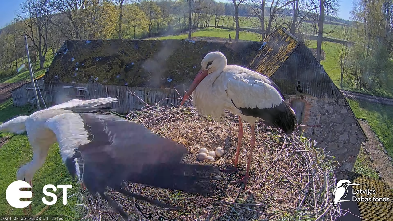 Baltie stārķi (Ciconia ciconia) Tukuma novadā - LDF tiešraide __ White storks in Tukums, Latvia 13-5
